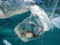 За год в Средиземное море выбрасывают 570 тысяч тонн пластика