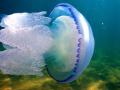 Экологи объяснили, почему Азовское море заполонили медузы