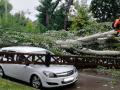 Ураган валил деревья и срывал крыши на Николаевщине