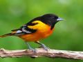 В Северной Америке за 50 лет вымерли три миллиарда птиц