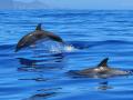 В Азовском море пограничники спасли дельфина