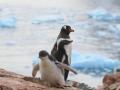 Изменение климата: остров в Антарктике оккупировали "теплолюбивые" пингвины