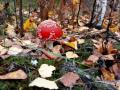 Из-за потепления в лесах на Прикарпатье почти исчезли красные мухоморы