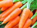 Морковь превращается в деликатес: эксперты объяснили, почему растет цена