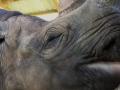 В Танзании умер старейший в мире носорог