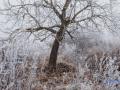Когда и где ждать снег: синоптики дали прогноз до конца недели