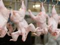 ЕС частично снял запрет на ввоз курятины из Украины