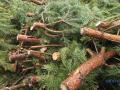 В Киеве с 1 января можно будет сдать елки на переработку
