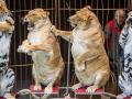 Национальный цирк пытается уменьшить использование животных в программах - директор