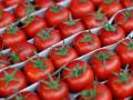 Украина вошла в тройку крупнейших импортеров турецких томатов
