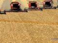 Украина может вдвое увеличить урожайность пшеницы – эксперт