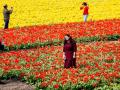В Нидерландах фермерам придется скашивать тюльпановые поля из-за туристов
