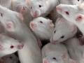 Ученые создали мини-сердце из стволовых клеток мышей