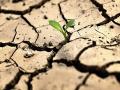 В Одесской области фермеры оценили ущерб от засухи на сумму более 570 миллионов