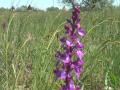 На Николаевщине цветет поле диких орхидей