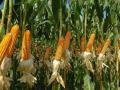 Кукуруза идет на рекорд: аграрии улучшили прогноз урожая