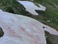 В Альпах появился розовый лед - это может иметь тяжелые последствия для климата