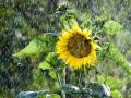 На День Независимости синоптики прогнозируют дожди и температурные «качели»