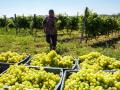 В Україні на 8,5% збільшилась переробка винограду — Держстат