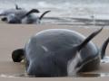 Ученые объяснили, почему сотни дельфинов-гринд выбросились на берег в Австралии