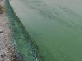 В Николаеве позеленела вода Бугского лимана