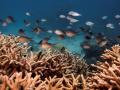 В Австралии обнаружили риф, который выше Эмпайр-стейт-билдинг