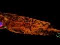 У 2000-летней мумии ребенка нашли десятки артефактов