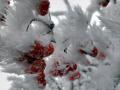 Сильный снег и до 24° мороза: в Украине существенно ухудшится погода