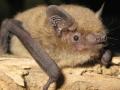 На Полесье живут 17 видов летучих мышей, среди которых редкая - «гигантская вечерница»