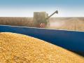 Україні прогнозують рекордний урожай кукурудзи - до 40 мільйонів тонн