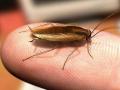 Ученые из ОАЭ заявляют, что антибиотики из тараканов могут спасать жизнь