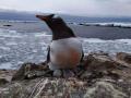Глобальное потепление повлияло на популяции пингвинов в Антарктиде - ученый