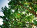 На Прикарпатье появилась «Тропа барона» с более сотней лечебных деревьев