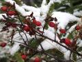 Зимняя стихия: в Украину идут снегопады и 20-градусные морозы