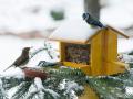 После Рождества в Украину придут морозы