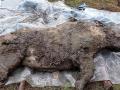 В Сибири нашли хорошо сохранившиеся останки носорога ледникового периода