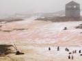 Зеленый и малиновый: в Антарктиде «зацвел» снег