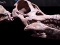 В Аргентине нашли останки самого древнего титанозавра в мире