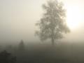 Густой туман накроет почти всю Украину