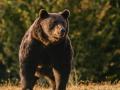 В России медведь убил туриста, еще один ранен
