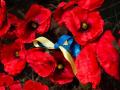 Сегодня в Украине День Победы над нацизмом во Второй мировой войне, а Европейский Союз отмечает День Европы.