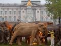 Стадо деревянных слонов «пригнали» к Букингемскому дворцу