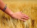 Погодні умови сприятливі для формування хорошого врожаю зернових - Гідрометцентр