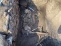 Археологи нашли на Донетчине два захоронения срубной культуры