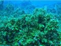 Корабли заразили смертельной инфекцией кораллы на Карибах