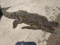 Крокодила-беглеца на Арабатской Стрелке вытащили из воды уже мертвым