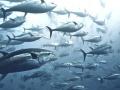 Вчені заявляють, що популяція тунця починає відновлюватися