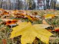 В Україні 6 жовтня без опадів, вдень прогріє до +19°