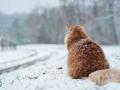 Україні прогнозують сніг, ожеледицю і до 5° морозу
