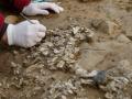 У Стамбулі розкопали поховання, в яких виявили листя віком 5,5 тисячі років